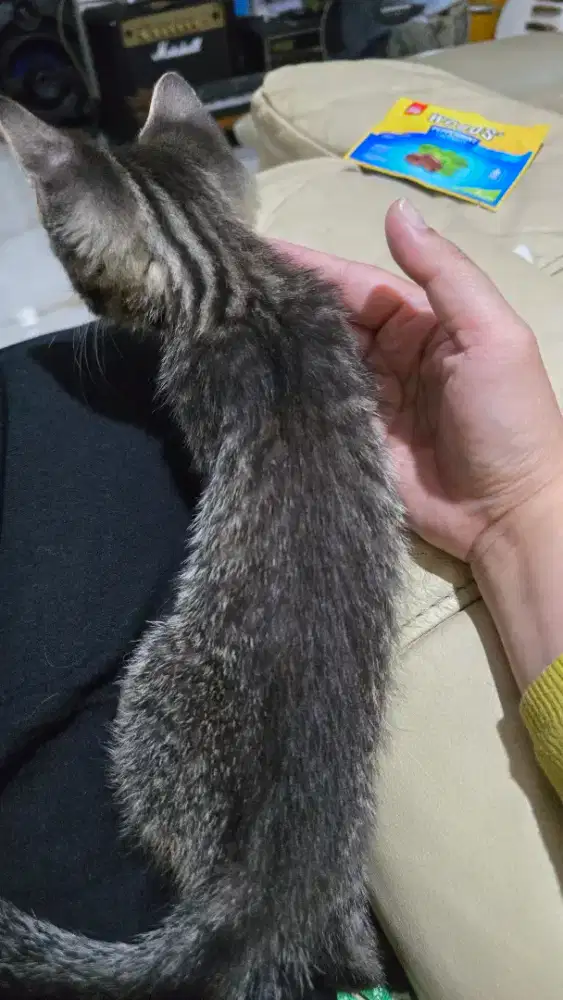 Free adop kucing mix bengal ragdoll