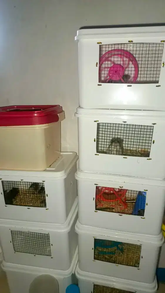 Hamster winter tiger 1 s/d 2 bulan