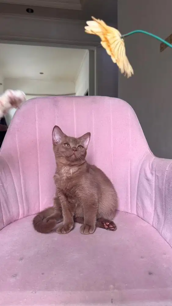 Kitten scottis bsh golden