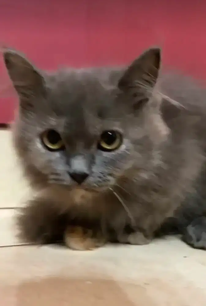 Kucing Persia Warna Bulu Abu -Abu