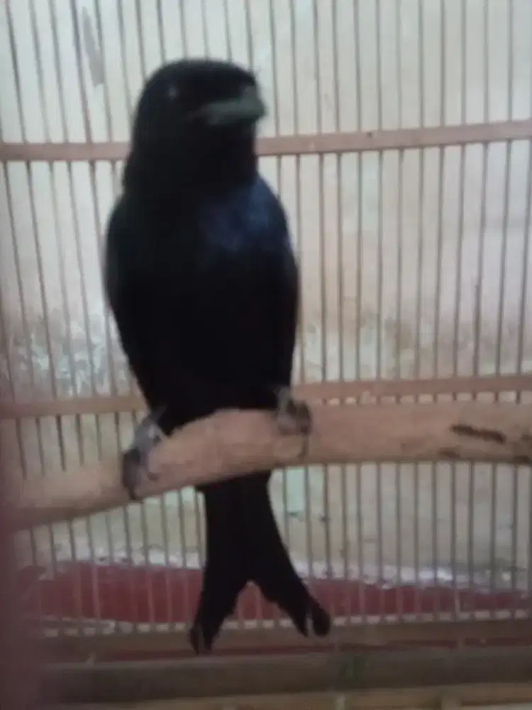 Srigunting hitam mulus