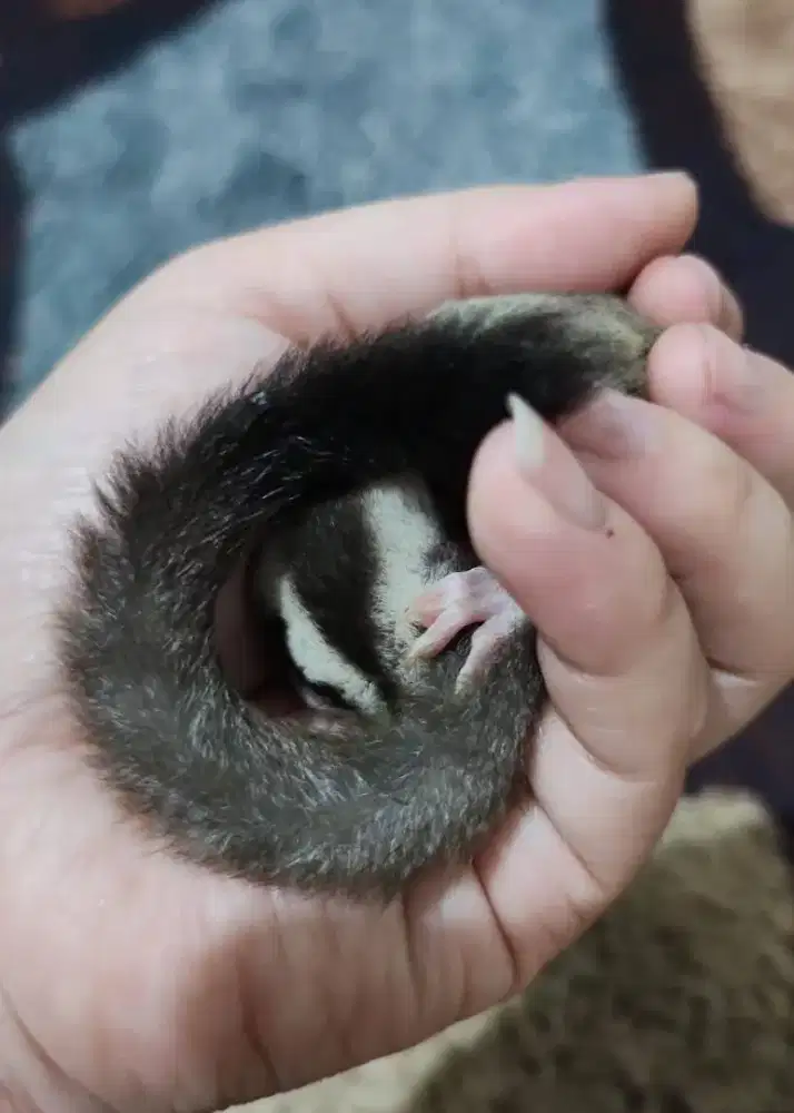 Sugar Glider Joey