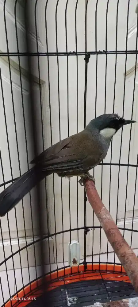 Burung Poksay hongkong fulset kandang