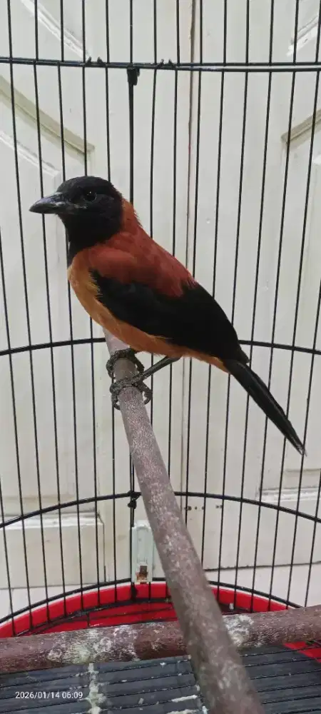 Burung pitohui fulset kandang
