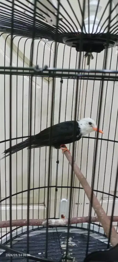 Burung white bulbul fulset kandang