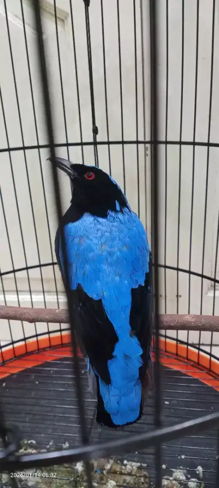 Burung cucak biru gacor teler fulset kandang