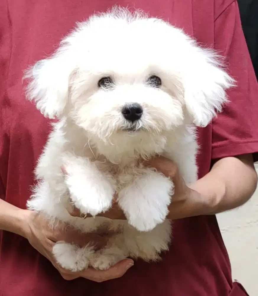 DI JUAL MURAH RED TOY POODLE STAMBUM VAKSIN KUALITAS BAGUS