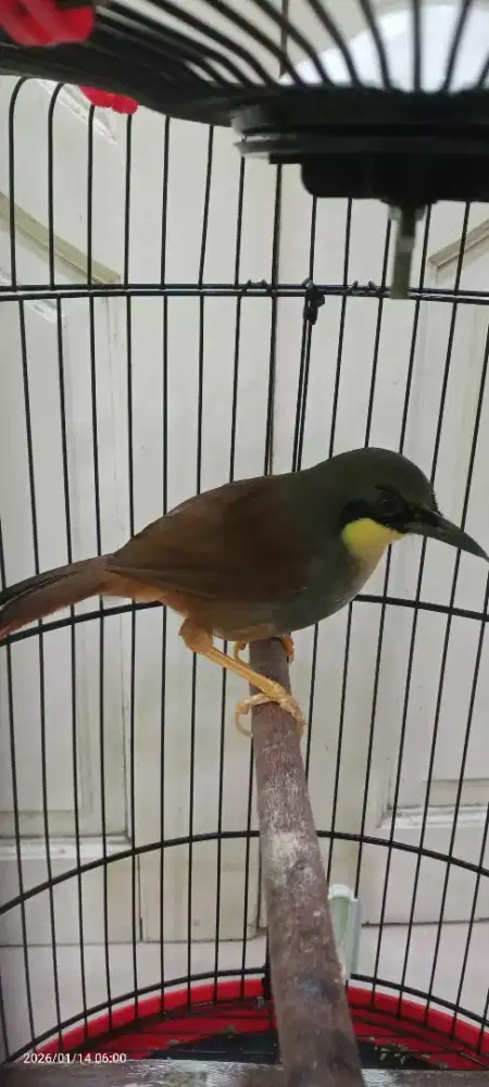 Burung Poksay yellow fulset kandang