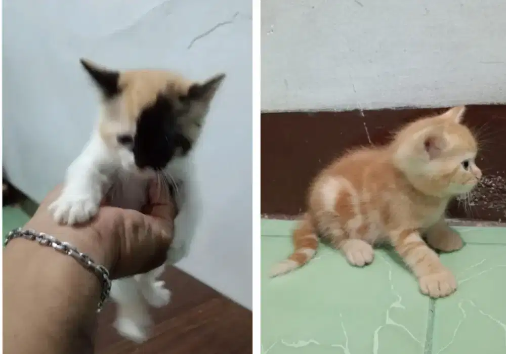 Lepas adopsi tuker pakan aja