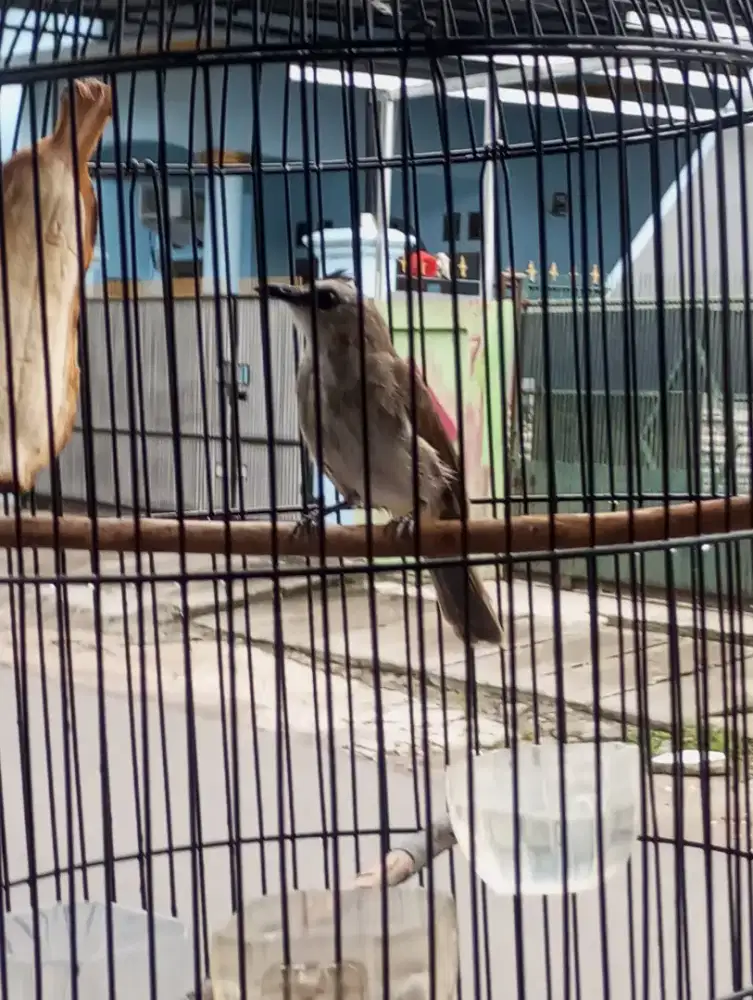 Burung trucukan jinak