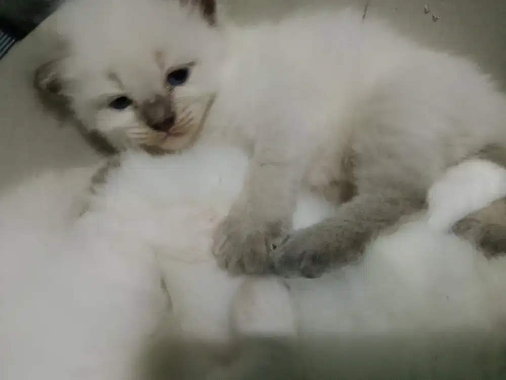 Kucing persia himalaya