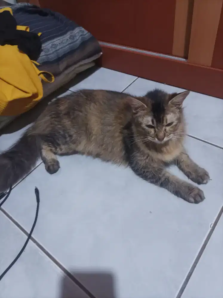 Kucing Persia / Anggora