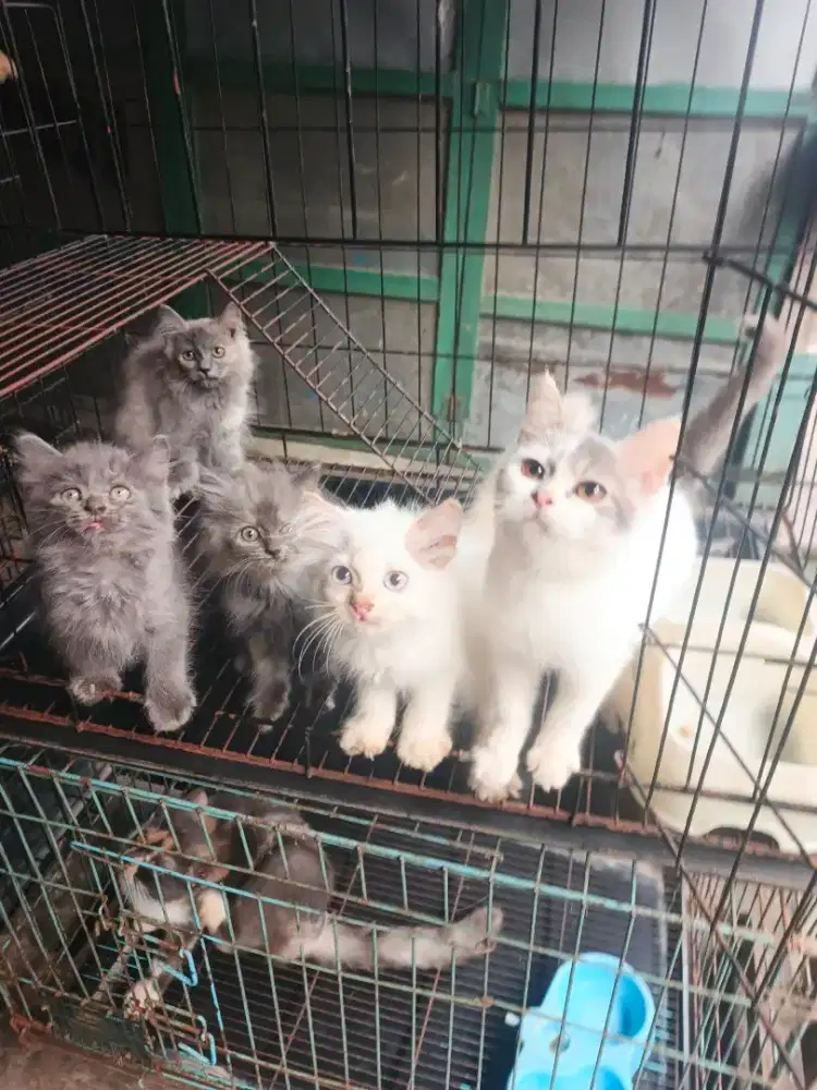 Persia jantan-betina 2,5 bulan