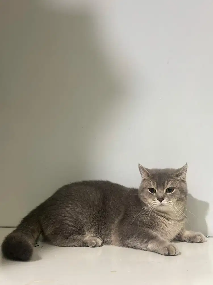 Kucing BritishShortHair/BSH NonPed