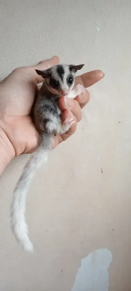 SUGAR GLIDER MOZAIC JOEY JANTAN