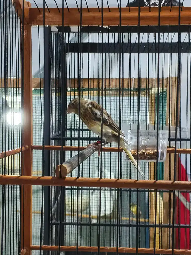 Paud kenari f1sf x Af