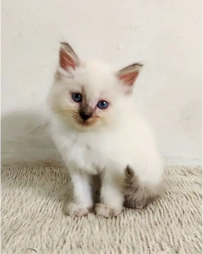 Kitten Himalaya betina mata biru