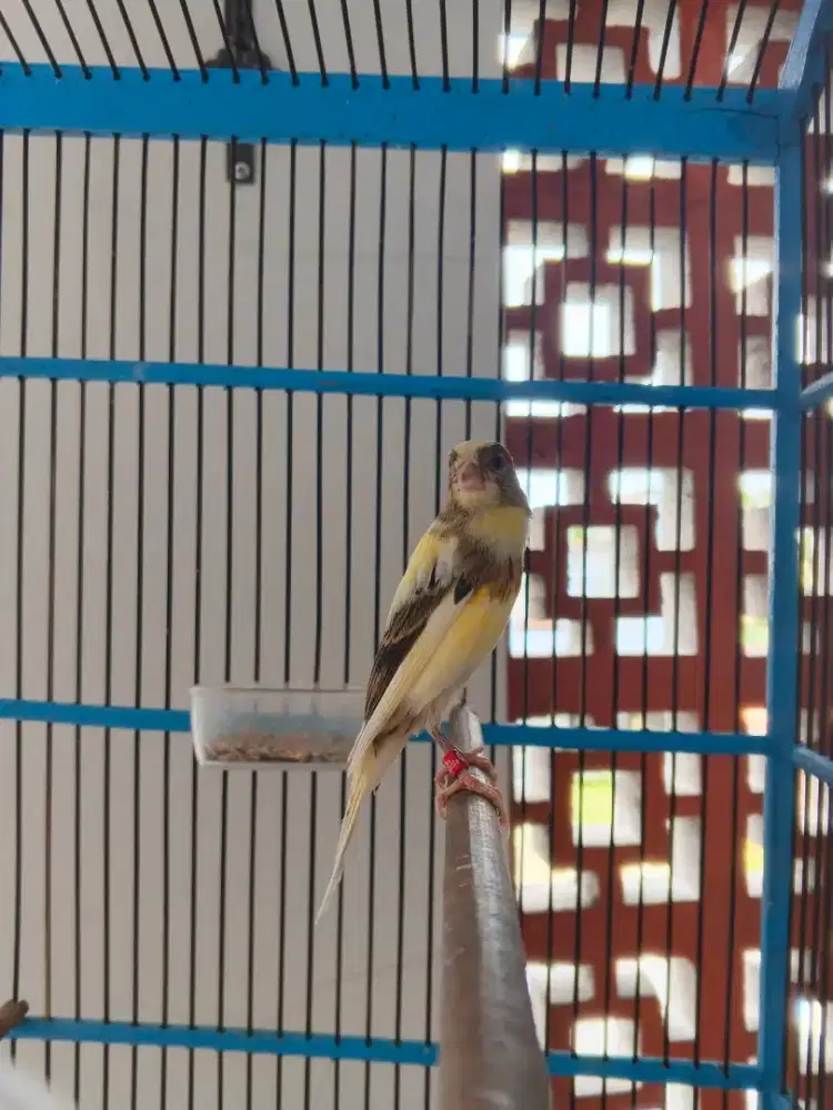 F1SF betina umur 3bln