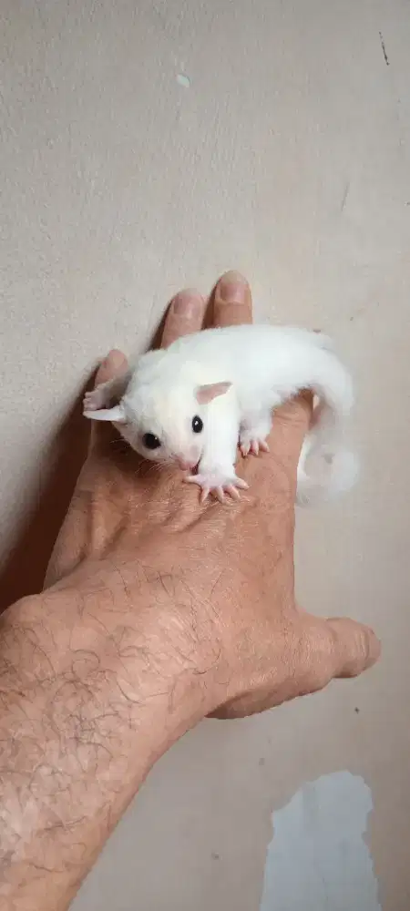 SUGAR GLIDER LEUCISTIC JOEY JANTAN
