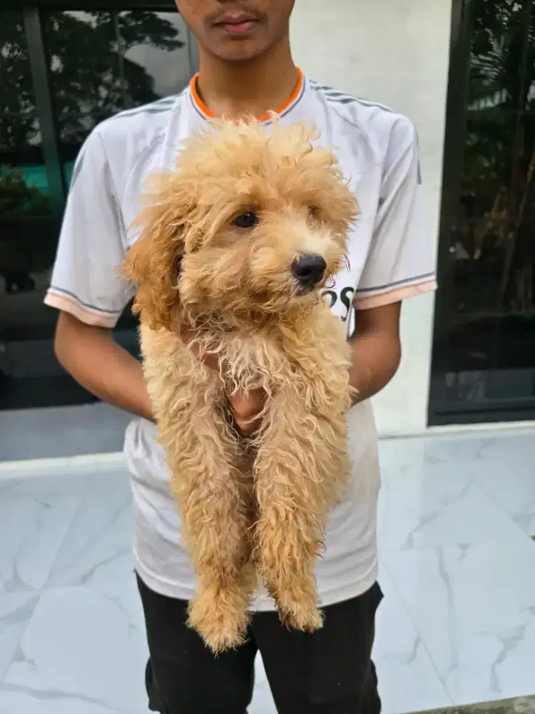 Poodle jantan murah meriah