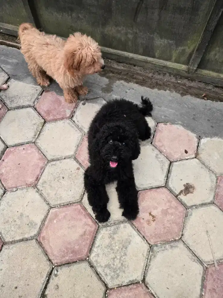 Poodle jantan hitam manis