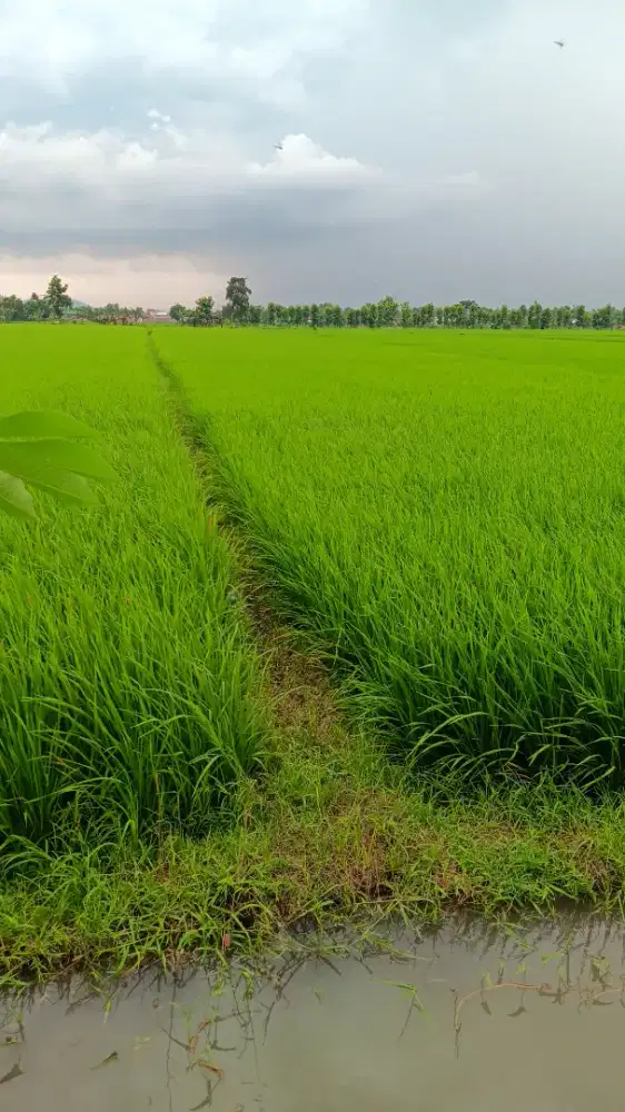 Butuh pekerja.an apa aja lulussan SMA