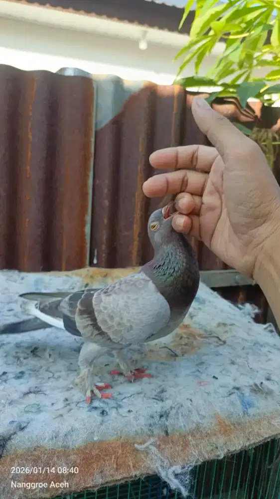Merpati jinak peliharaan lama