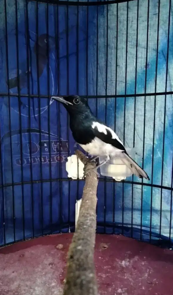 Kacer Dada Putih Jawa Barat Bodi Gede Panjang Super Prospekan