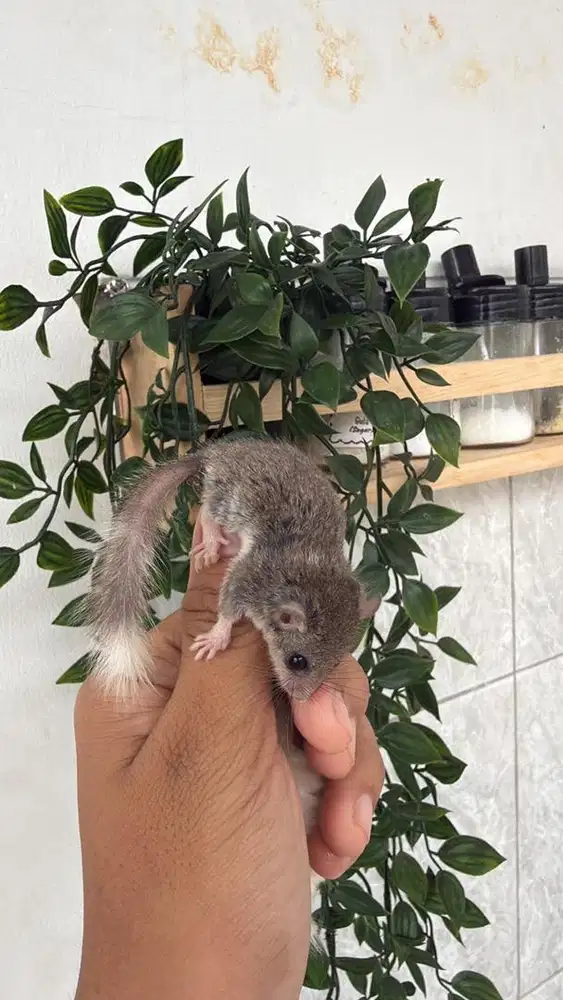 Ready for adopt Dormice joey