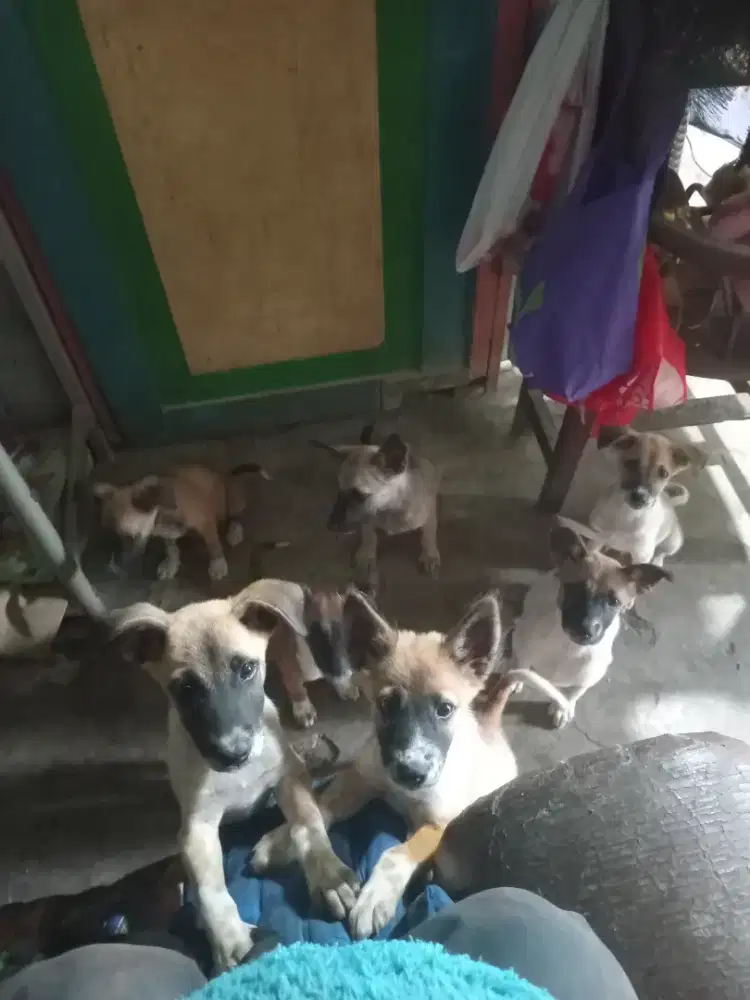 Anak anjing usia 3 Bulan Sehat Anjing Kampung Campuran Murah