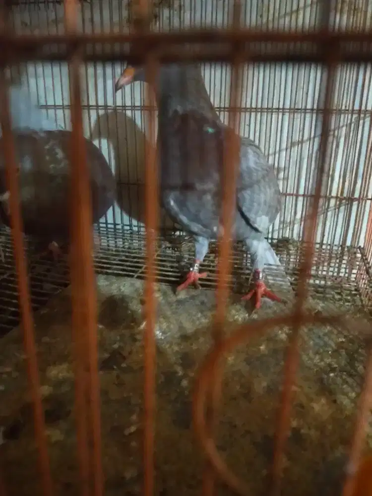 Burung dara / merpati balap