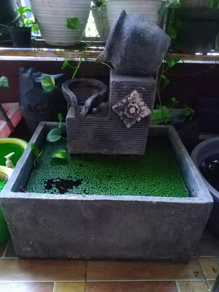 Kolam ikan minimalis