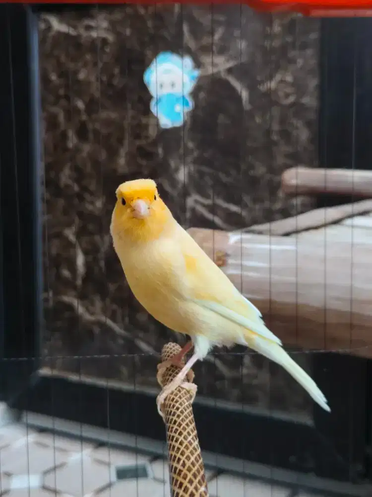 Kenari af gacor bodi besar panjang