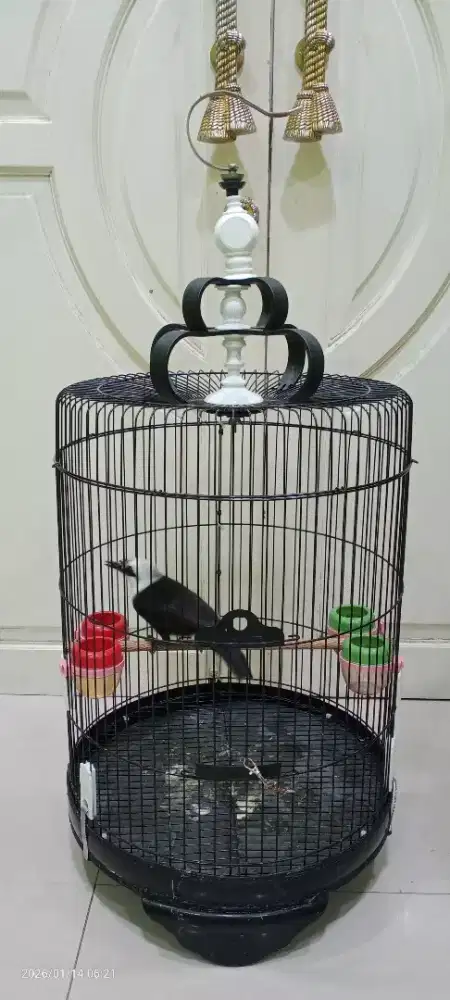 Burung fulset kandang jantan gacor