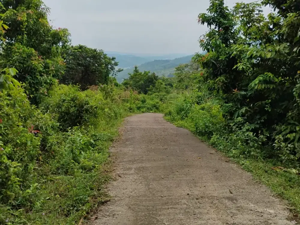 Di.Jual tanahuntuk Perkebunan Peternakan okasi.di.Jonggol.Desa