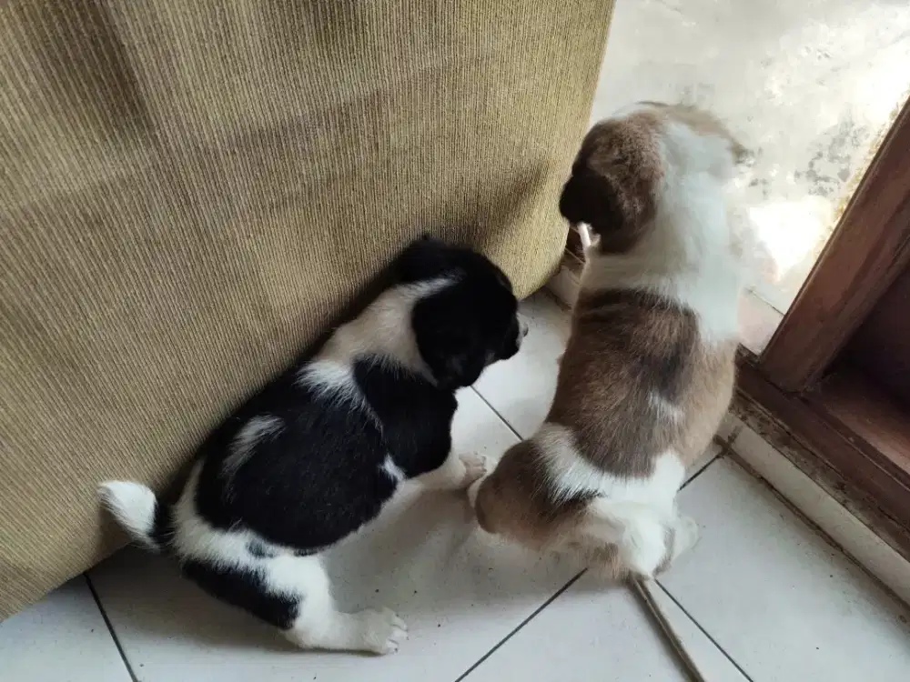 Puppy corgi mix beagel