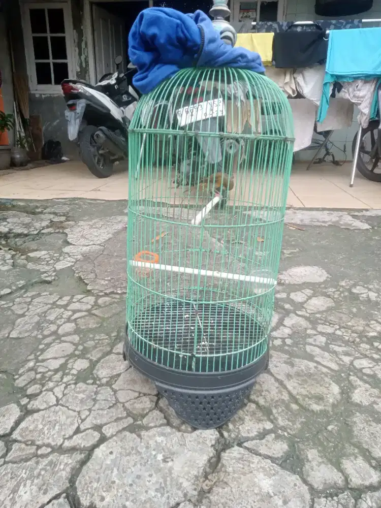 Kenari loper full set