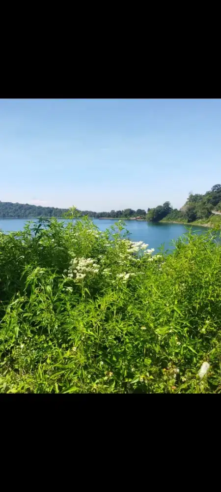 Dijual tanah di bedugul  bali luas tanah 2 hektar