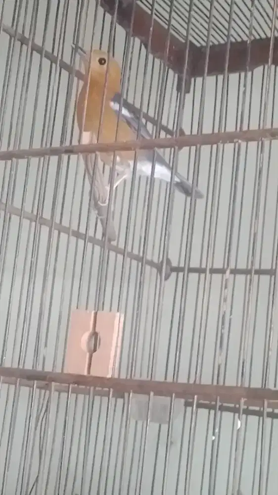 burung punglor / anis merah