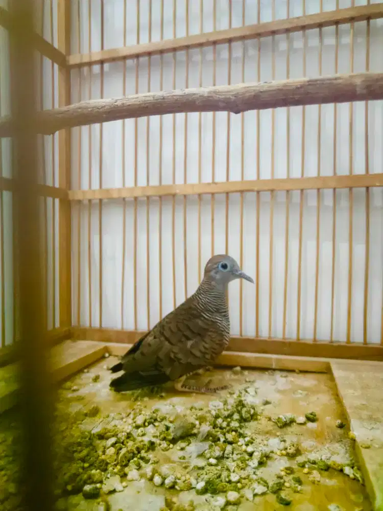 Perkutut tumbak cucukan jantan+sangkar