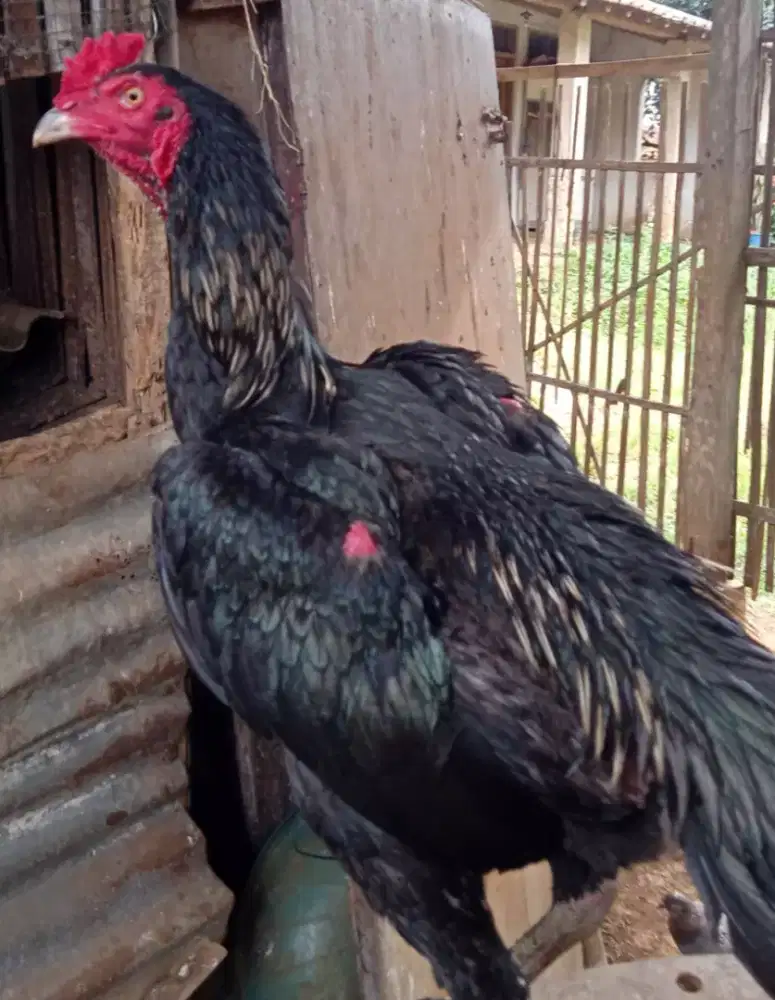 Ayam Bangkok pamangon