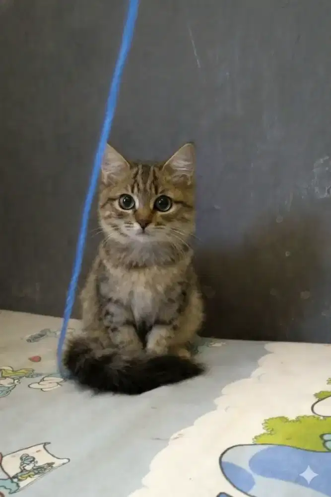 kucing persia betina