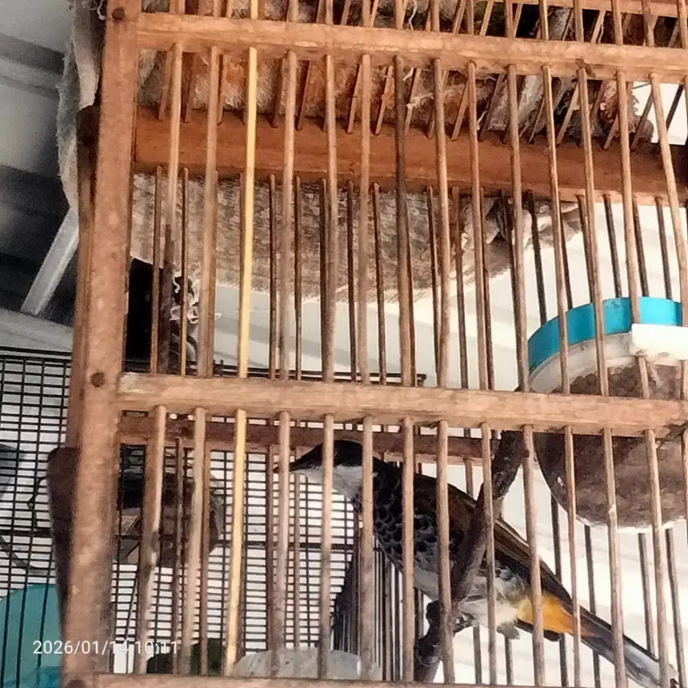 burung lincang batik gacor