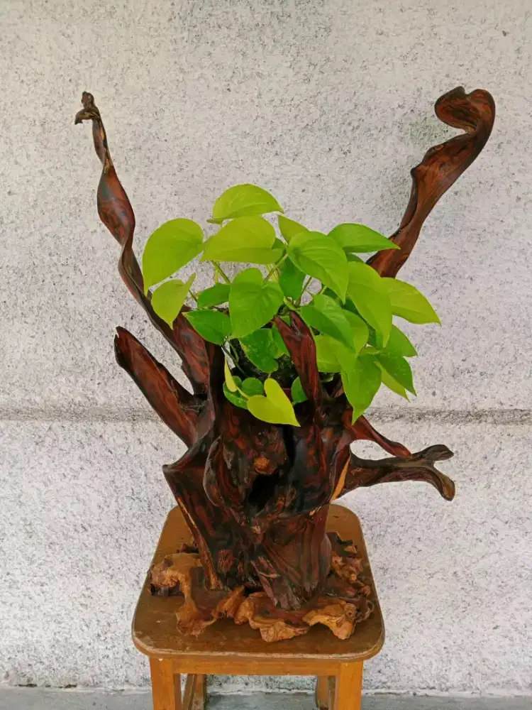 Kerajinan dekorasi uniq bahan kayu