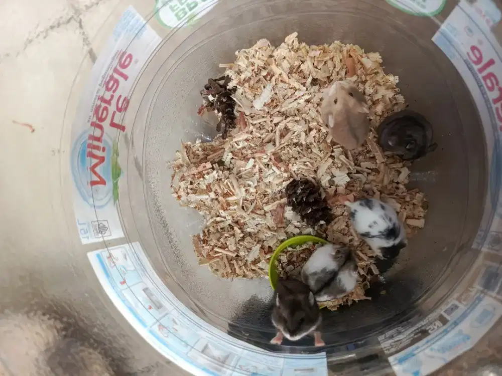 Hamster sryan, ww, campbell