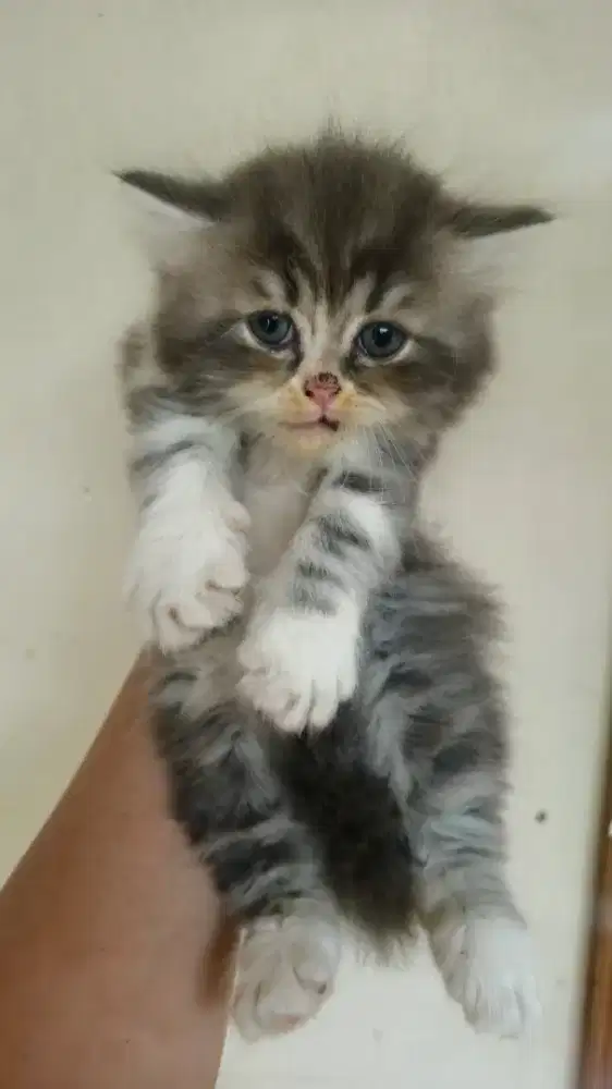 OPEN ADOPT ANAK KUCING