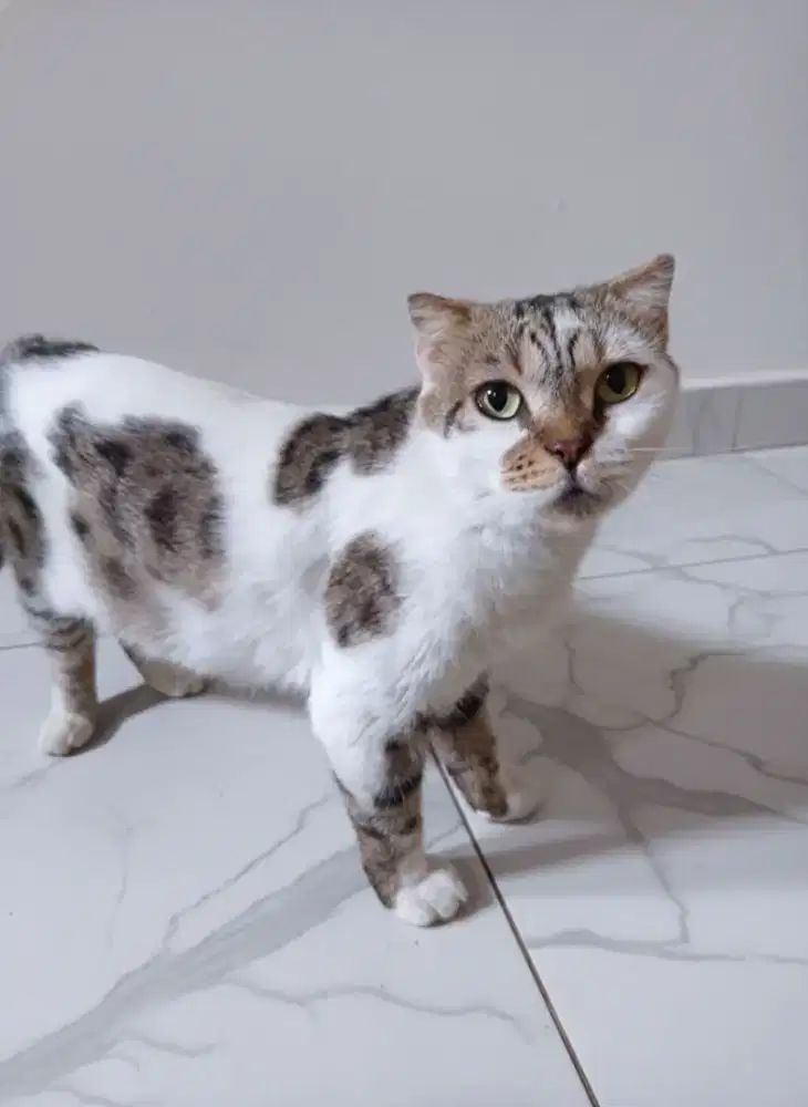 Kucing Scottish Fold Proven