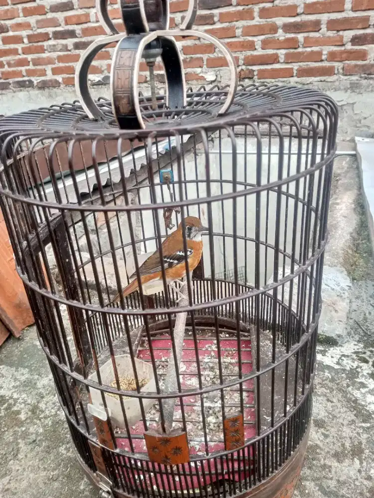 Burung anis cendana gacorr mulusss