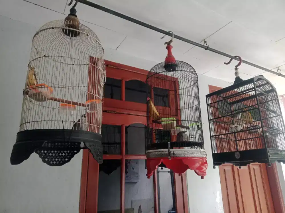 Jual trucuk an borongan