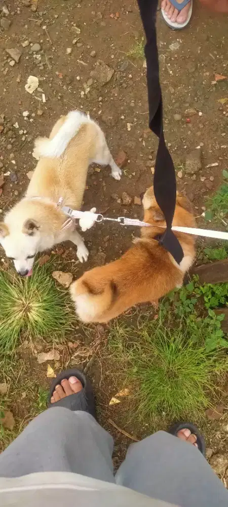 Anjing ras kecil chihuahua mix